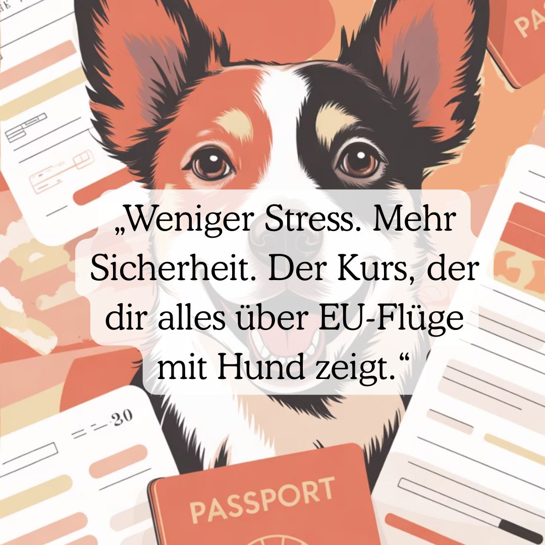 Fliegen mit Hund in der EU – Der  Video Komplettkurs
