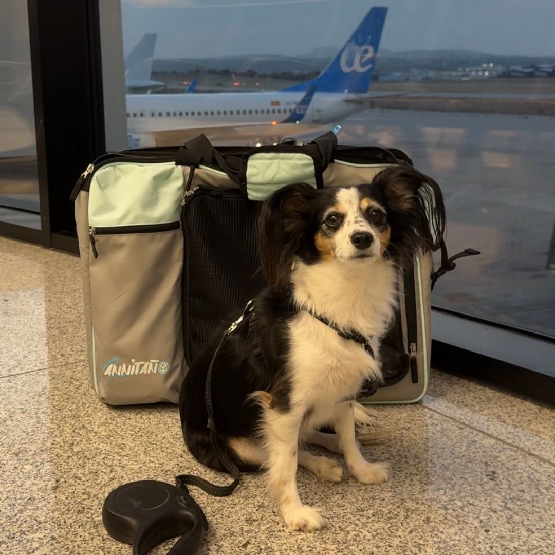 Fliegen mit Hund in der EU – Der  Video Komplettkurs