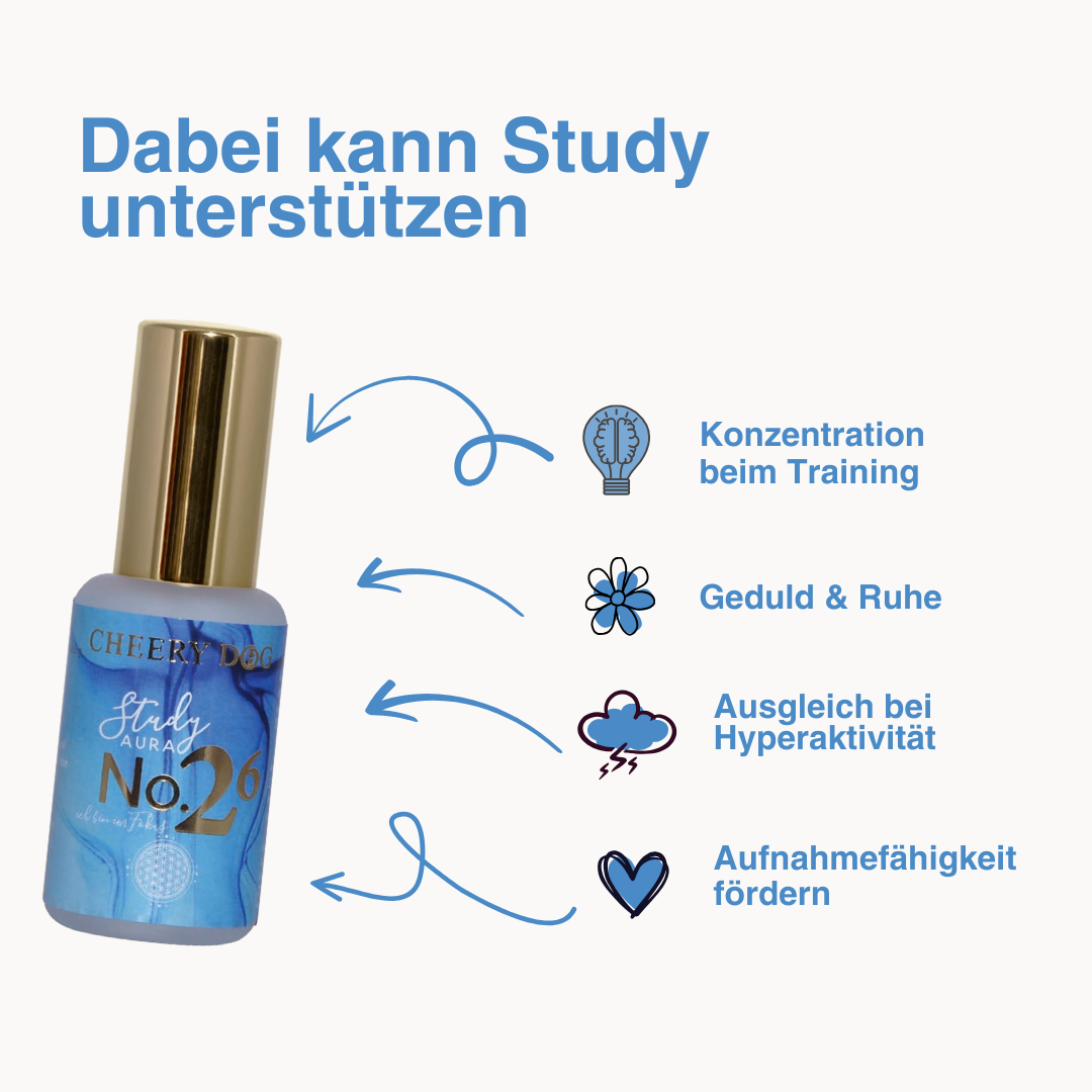 Australien Shepherd spielt mit dem Cheery Dog 4-in-1 Hundespielzeug“