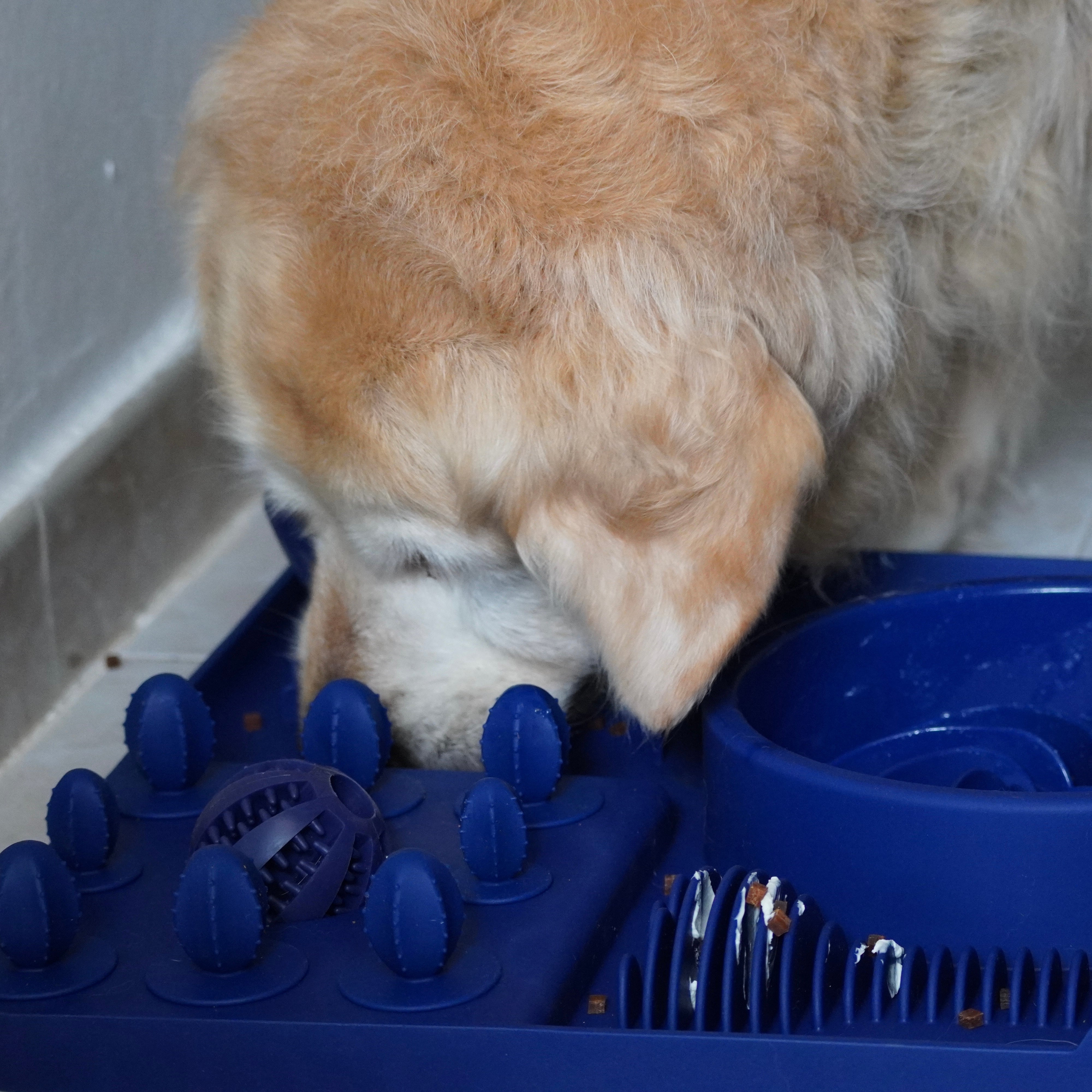 Golden Retriever spielt mit dem Cheery Dog 4-in-1 Hundespielzeug