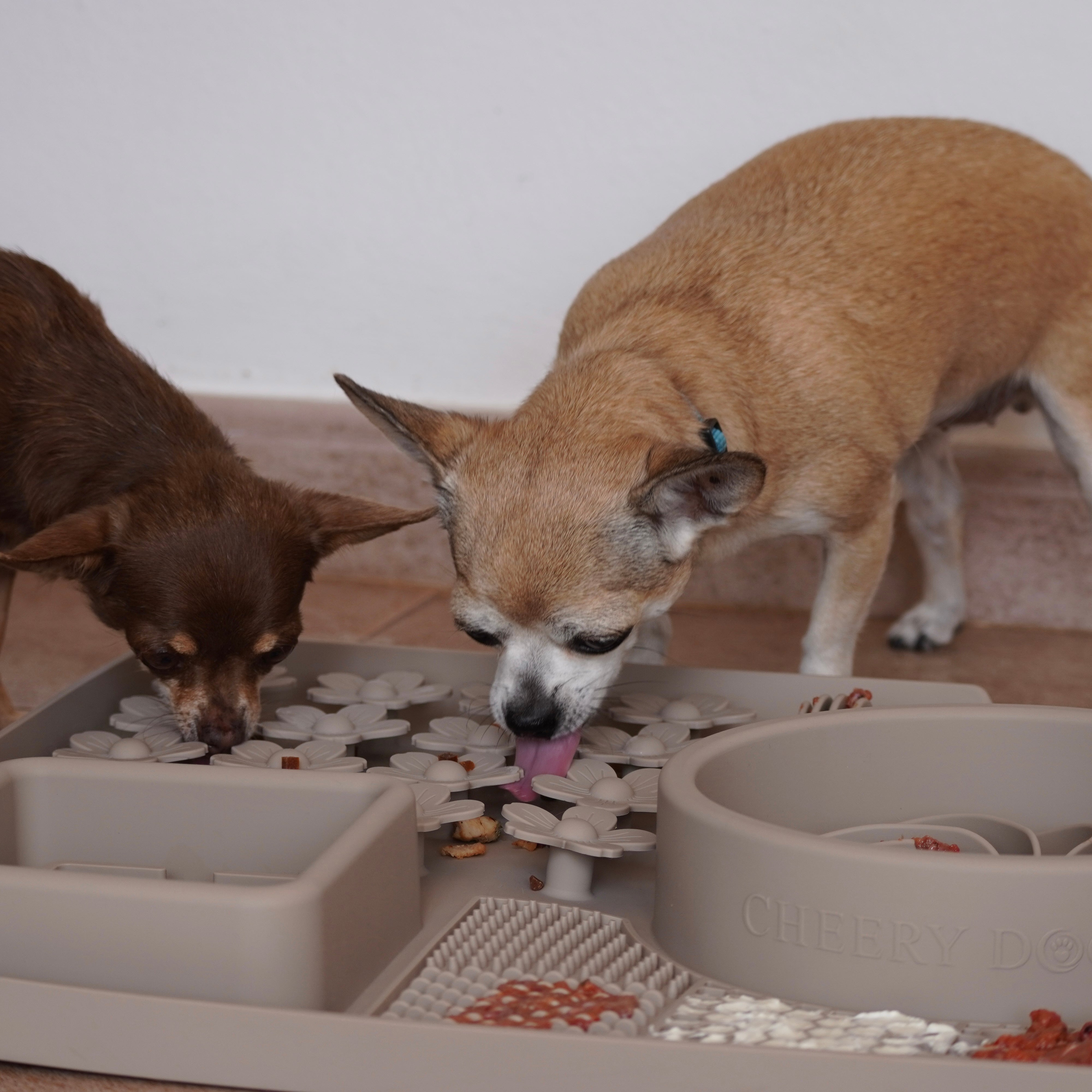 Zwei Chihuahuas spielen mit dem Cheery Dog 4-in-1 Hundespielzeug
