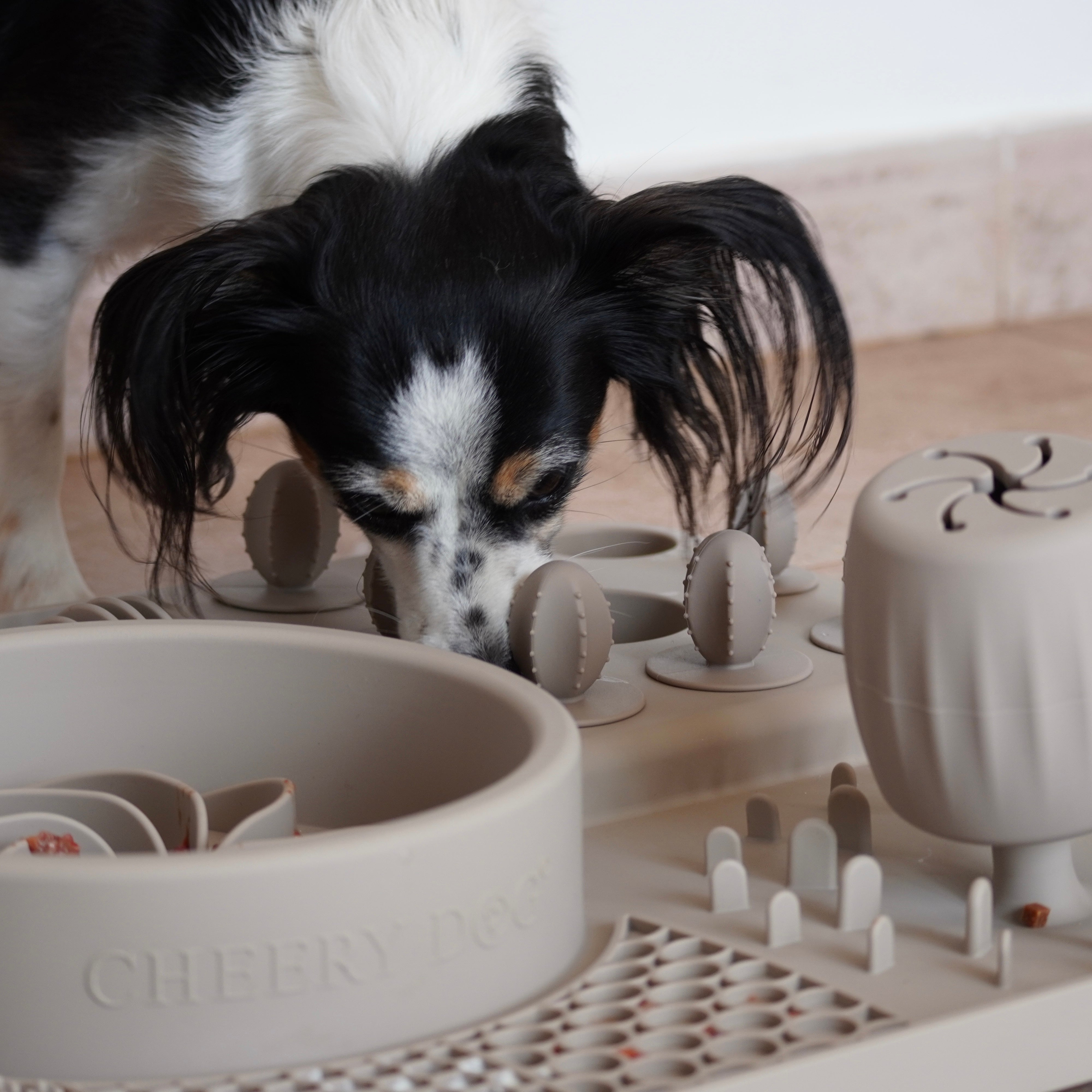Australien Shepherd spielt mit dem Cheery Dog 4-in-1 Hundespielzeug“
